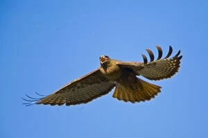USA, Washington State, Red-tailed Hawk, dark-form, flight, calling