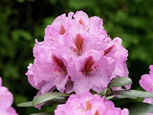 Rhododendron Prints: USA, Washington State. Rhododendron flower