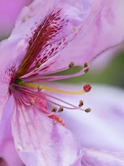 Rhododendron Prints: USA, Washington State. Rhododendron flower