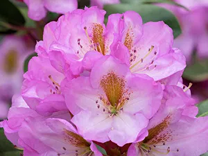 Rhododendron Prints: USA, Washington State. Rhododendron flower