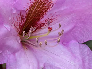 Rhododendron Prints: USA, Washington State. Rhododendron flower