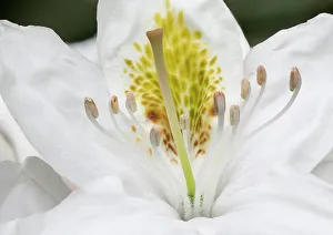 Rhododendron Prints: USA, Washington State. Rhododendron flower