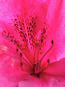 Rhododendron Prints: USA, Washington State. Rhododendron flower