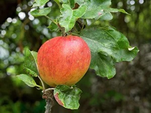 Ripe Prints: USA, Washington State. Ripe apple hanging on tree limb