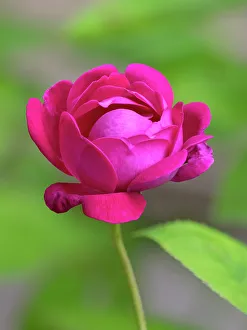 Images Dated 29th June 2023: USA, Washington State. Rose