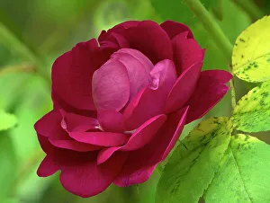 Images Dated 29th June 2023: USA, Washington State. Rose