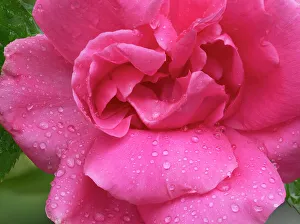 Images Dated 29th June 2023: USA, Washington State. Rose