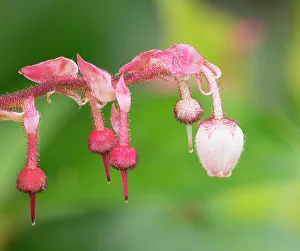 Shrub Prints: USA, Washington State. Salal blossoms