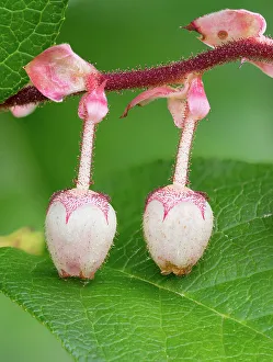 Shrub Prints: USA, Washington State. Salal blossoms