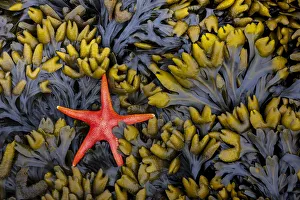 Images Dated 19th September 2019: USA, Washington State, Salt Creek Recreation Area. Blood star and wet rockweed