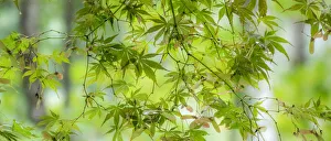 Images Dated 30th July 2020: USA, Washington State, Sammamish, looking up through Japanese Maple Leaves in Autumns