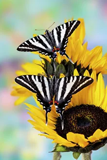 Sunflower Prints: USA, Washington State, Sammamish. Zebra swallowtail butterfly on sunflower