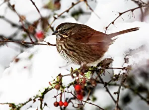 Images Dated 18th November 2022: USA, Washington State, Sammamish. Sparrow on snow covered Crabapple tree