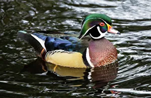 Images Dated 18th November 2022: USA, Washington State, Sammamish. Yellow Lake with male drake wood duck