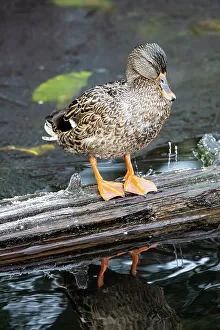 USA, Washington State, Sammamish. Yellow Lake with Female Mallard duck resting on floating log