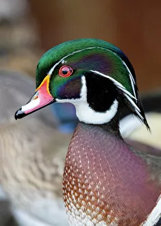 Images Dated 18th November 2022: USA, Washington State, Sammamish. Yellow Lake with male drake wood duck