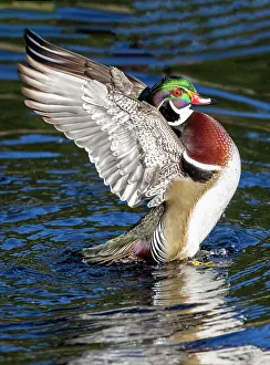 Images Dated 18th November 2022: USA, Washington State, Sammamish. Yellow Lake with male drake wood duck flapping wings