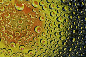 Images Dated 13th June 2022: USA, Washington State, Sammamish. Yellow Daisy reflections in dew drops