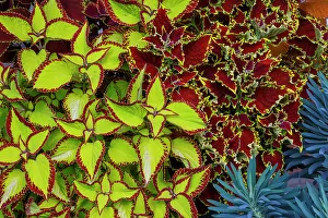 USA, Washington State, Sammamish. Garden with summer annual flowers Coleus