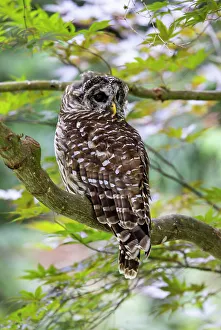 Images Dated 13th June 2022: USA, Washington State, Sammamish. Barred Owl perched in Japanese Maple Tree