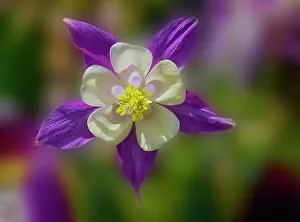 Images Dated 18th May 2021: USA, Washington State, Sammamish. Garden with colorful columbine flower