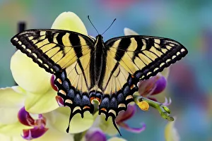 Images Dated 27th December 2021: USA, Washington State, Sammamish. Eastern tiger swallowtail butterfly on Orchid