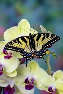 USA, Washington State, Sammamish. Eastern tiger swallowtail butterfly on Orchid