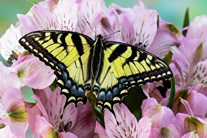 USA, Washington State, Sammamish. Eastern tiger swallowtail butterfly on Peruvian lily