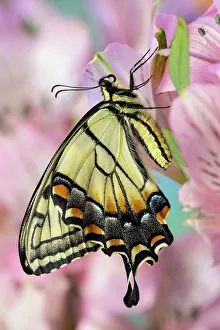 USA, Washington State, Sammamish. Eastern tiger swallowtail butterfly on Peruvian lily