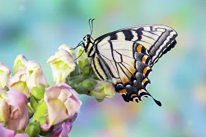 USA, Washington State, Sammamish. Eastern tiger swallowtail butterfly on Snapdragon