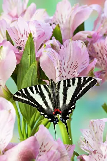 Images Dated 13th June 2022: USA, Washington State, Sammamish. Zebra swallowtail butterfly on pink Peruvian lily