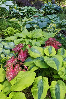 Images Dated 13th June 2022: USA, Washington State, Sammamish. shade garden with Caladiums, Hosta