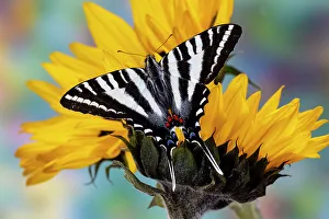 Images Dated 13th June 2022: USA, Washington State, Sammamish. Zebra swallowtail butterfly on sunflower