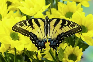 Images Dated 13th June 2022: USA, Washington State, Sammamish. Eastern tiger swallowtail butterfly