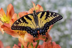 Images Dated 13th June 2022: USA, Washington State, Sammamish. Eastern tiger swallowtail butterfly