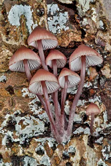 Images Dated 1st November 2021: USA, Washington State, Sammamish. Mushrooms growing on fall alder tree log