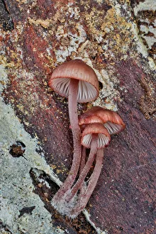 Images Dated 1st November 2021: USA, Washington State, Sammamish. Mushrooms growing on fall alder tree log
