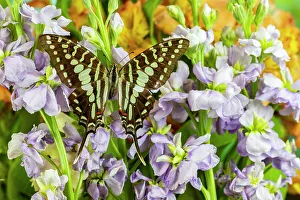 Lavender Prints: USA, Washington State, Sammamish