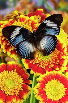 Gerber Prints: USA, Washington State, Sammamish. Tropical butterfly on red and yellow gerber daisy