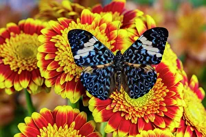 Cracker Butterfly Prints: USA, Washington State, Sammamish