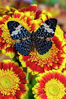 Cracker Butterfly Prints: USA, Washington State, Sammamish