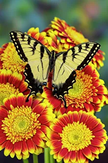 Papilio Prints: USA, Washington State, Sammamish