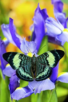 Dutch Iris Prints: USA, Washington State, Sammamish. Tropical butterfly Panacea prola on blue Dutch iris