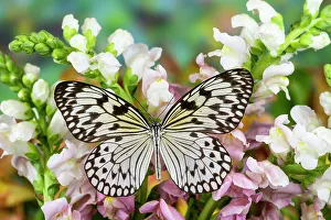 Paper Kite Prints: USA, Washington State, Sammamish