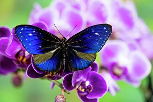 Orchid Prints: USA, Washington State, Sammamish. Tropical butterfly the Striped blue Crow on orchid