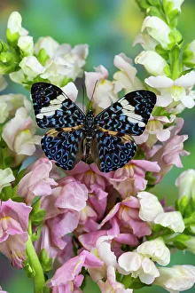 Cracker Butterfly Prints: USA, Washington State, Sammamish
