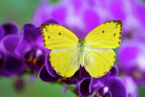 Orchid Prints: USA, Washington State, Sammamish. Little butterfly on purple orchid