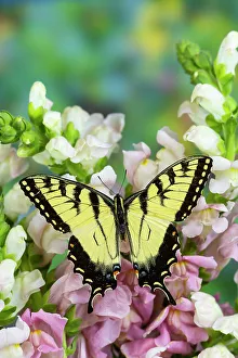 Swallowtail Prints: USA, Washington State, Sammamish. Eastern tiger swallowtail, male