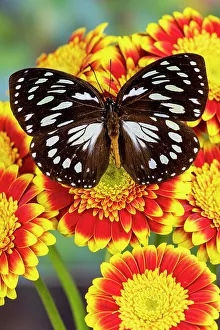Gerber Prints: USA, Washington State, Sammamish. Forest queen butterfly on gerber daisy