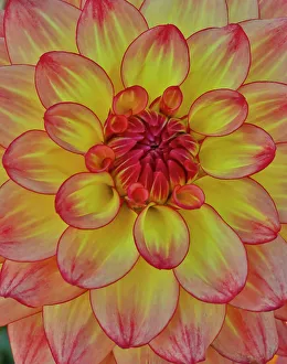 Circular Prints: USA, Washington State, Sammamish. Dahlia flower close-up of petals